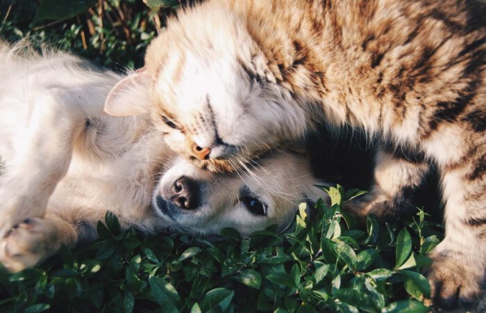Vuurwerkangst bij honden en kat