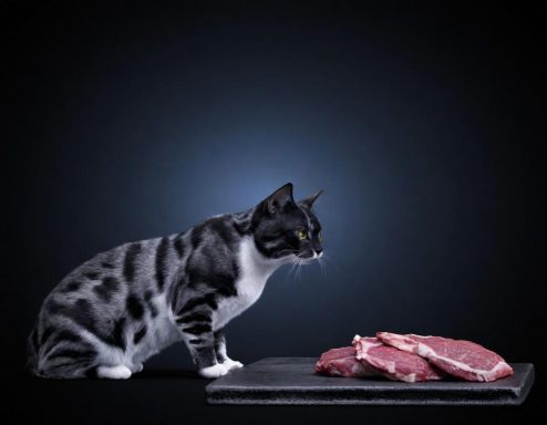 Kat wennen aan vers vlees