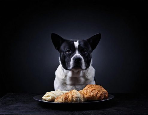 Brood voor je hond, Nee!